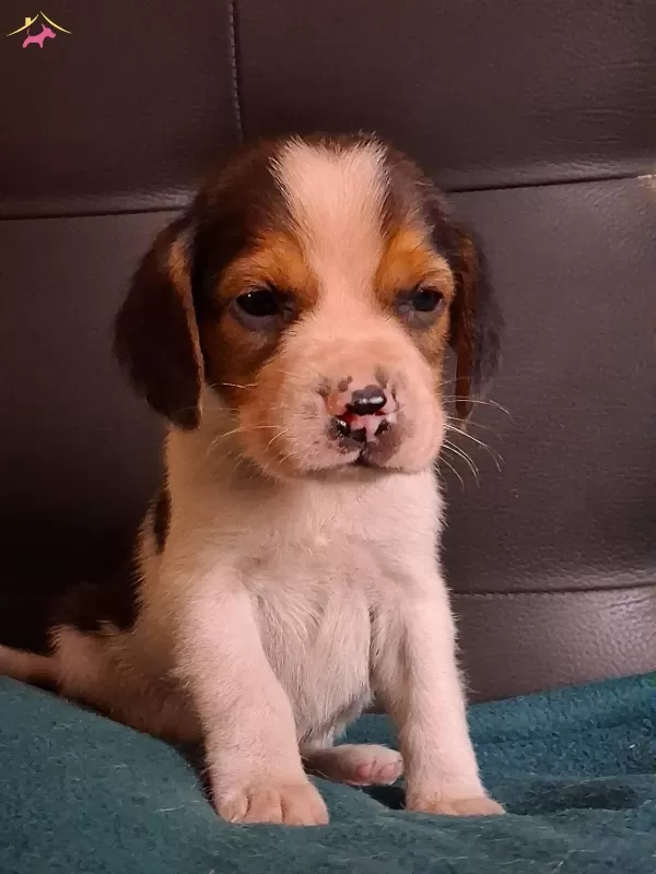 Safkan Irk Garantılı Beagle Yavrularımız