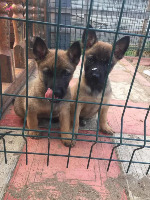 Scrlı Arama Kurtarma Köpegi Yavruları