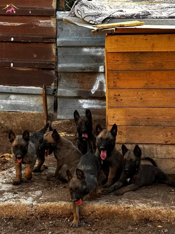 Scrlı Arama Kurtarma Köpegi Yavruları