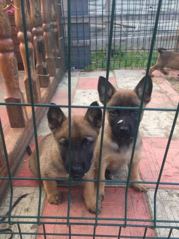 Scrlı Arama Kurtarma Köpegi Yavruları