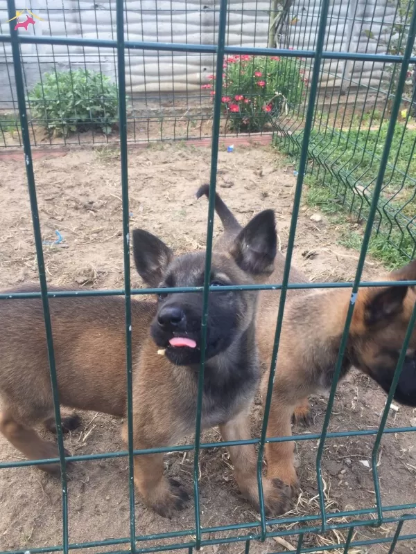Scrlı Arama Kurtarma Köpegi Yavruları