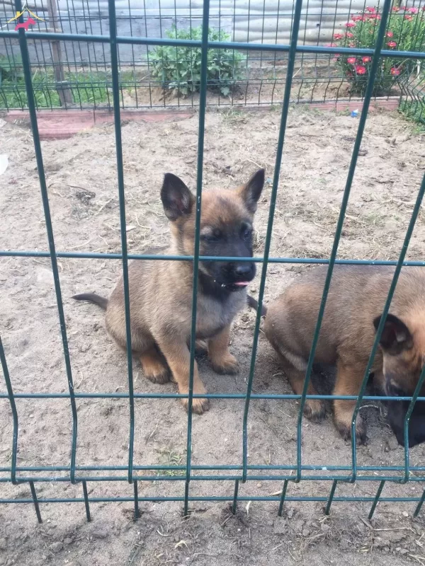 Scrlı Arama Kurtarma Köpegi Yavruları