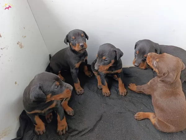 Secereli Safkan Doberman