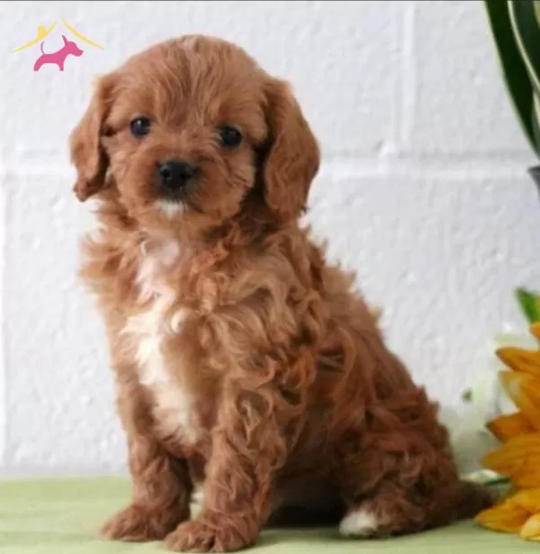 Sevimli Maltipoo Cinsi Yavrular