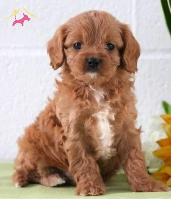 Sevimli Maltipoo Cinsi Yavrular