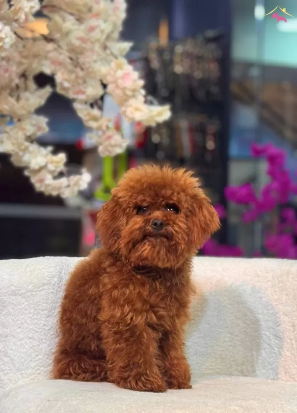 Sevimli Toy Poodle Yavrumuz