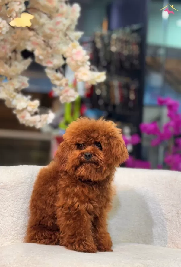 Sevimli Toy Poodle Yavrumuz