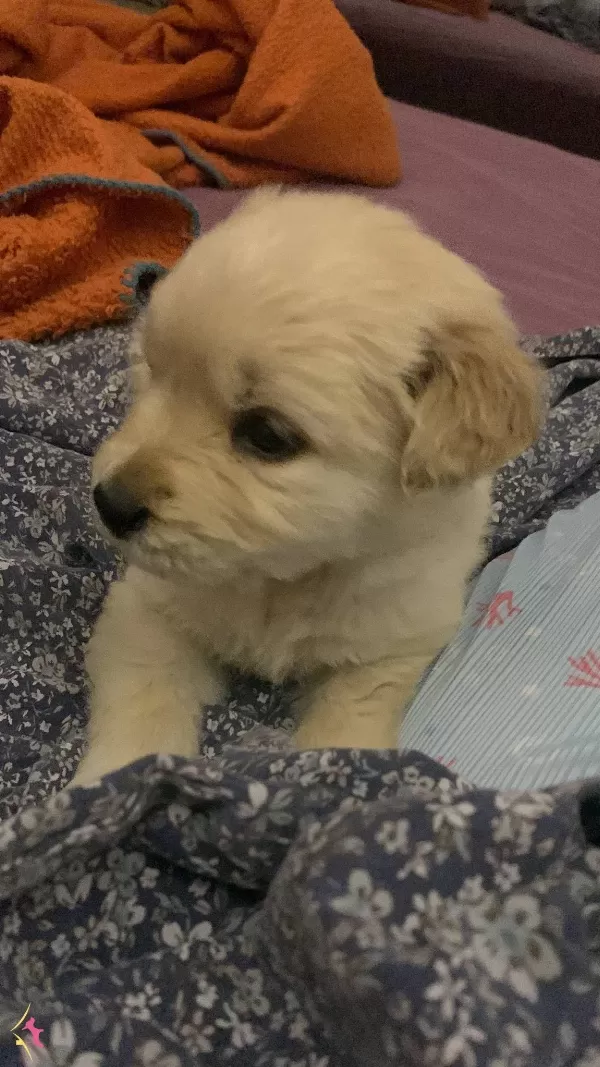 Baby Face Golden Yavrumuz