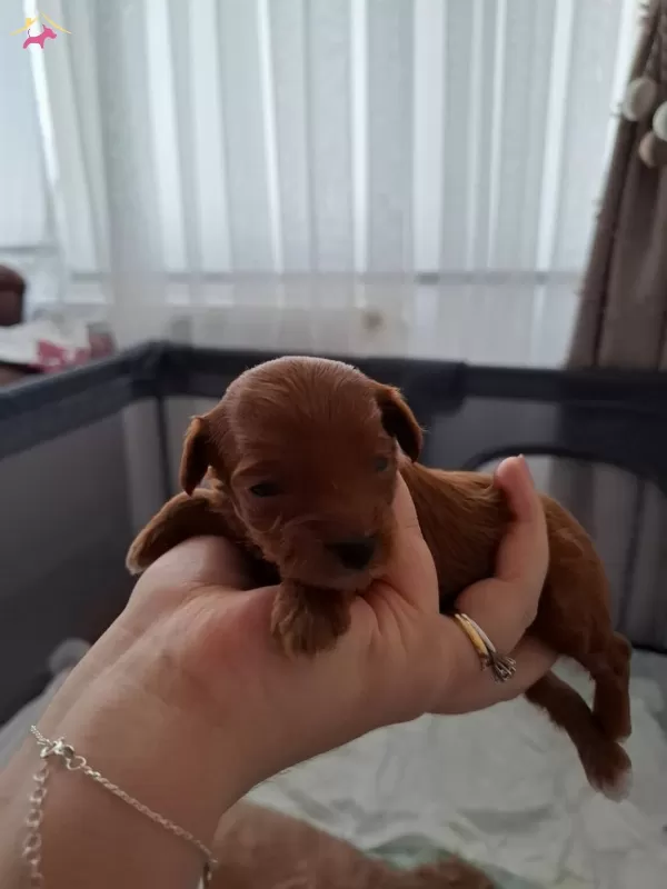 Poodle Kalitesinde Teacup Maltipoo Bebekler