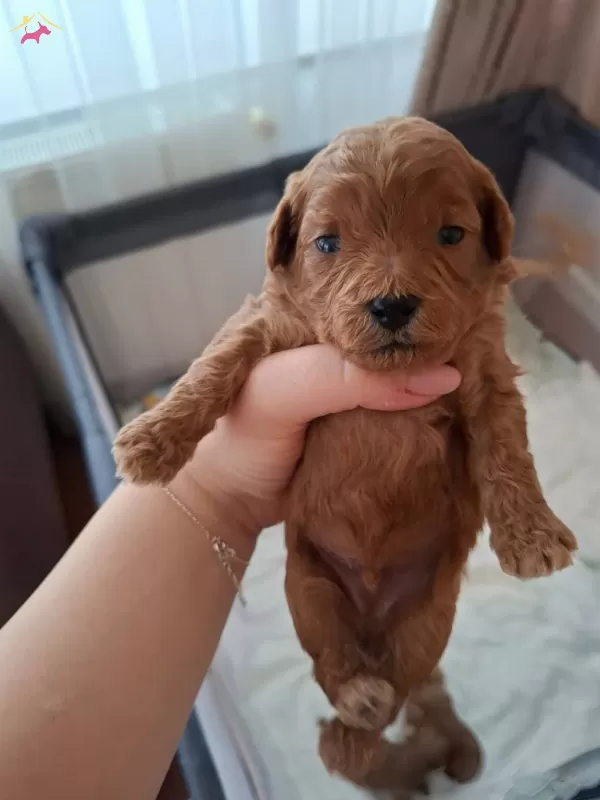Poodle Kalitesinde Teacup Maltipoo Bebekler