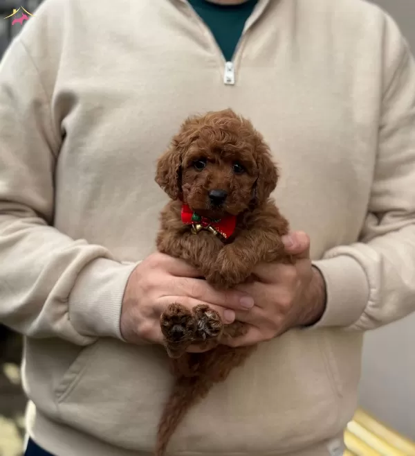 Red Brown Toy Poodle