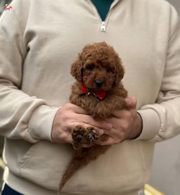 Red Brown Toy Poodle