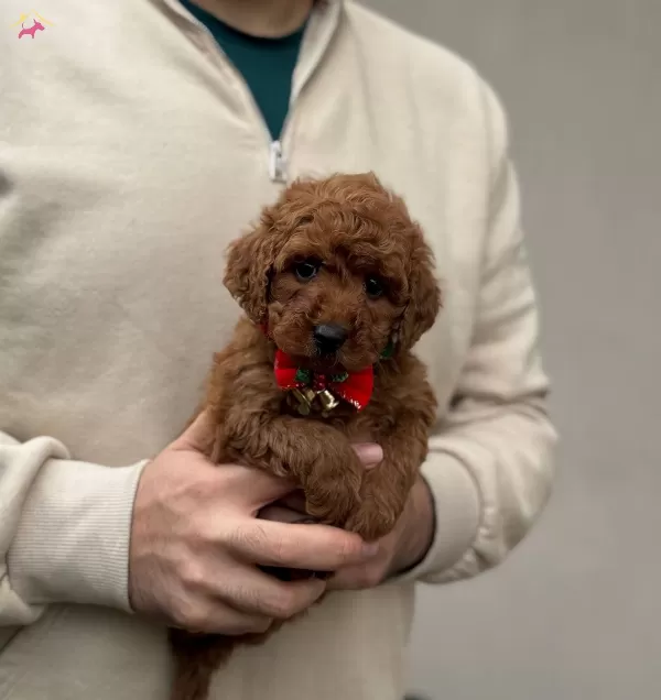 Red Brown Toy Poodle