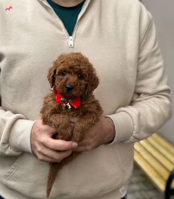 Red Brown Toy Poodle