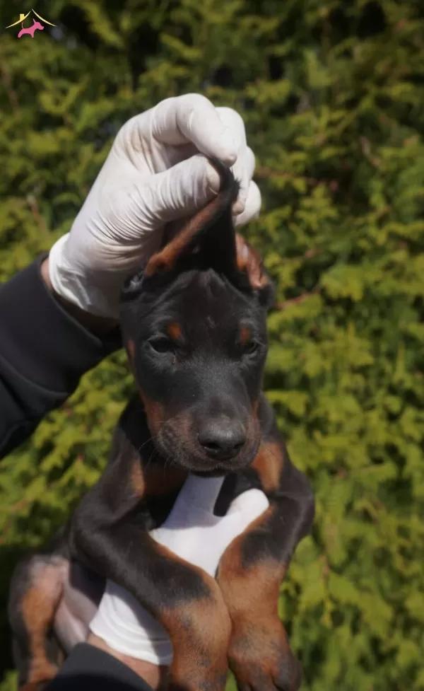 A Scr Safkan Doberman Yavruları