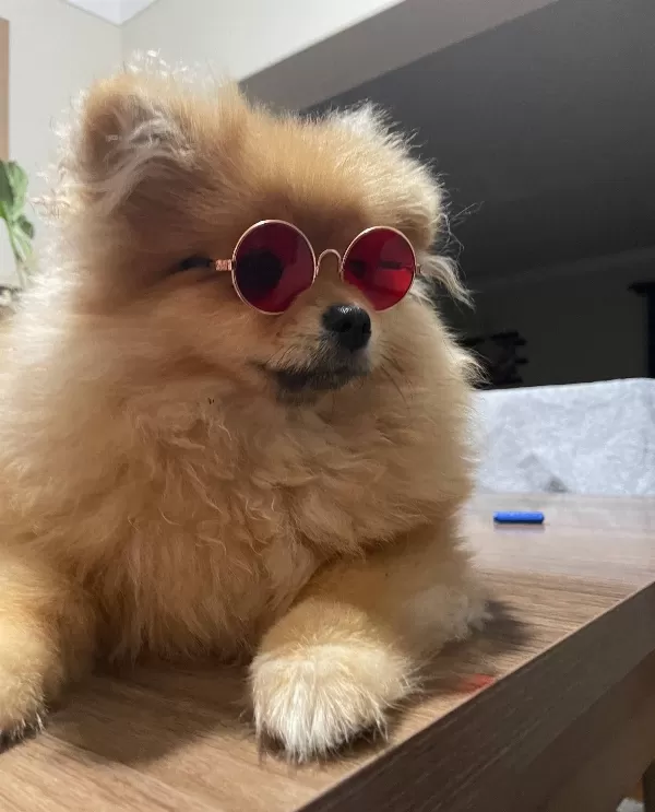 Pomranian Boo Damızlık Irk Garantili