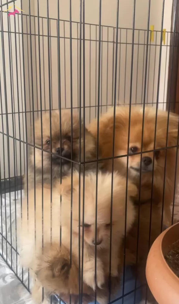 Pomranian Boo Damızlık Irk Garantili