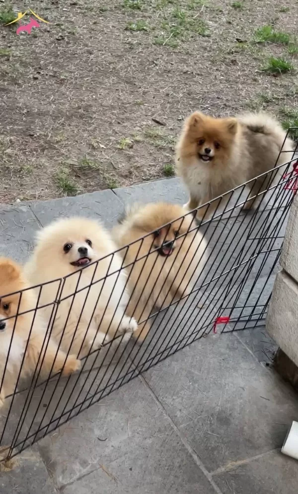 Pomranian Boo Damızlık Irk Garantili