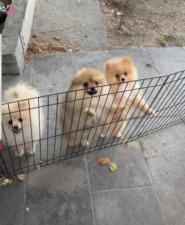 Pomranian Boo Damızlık Irk Garantili