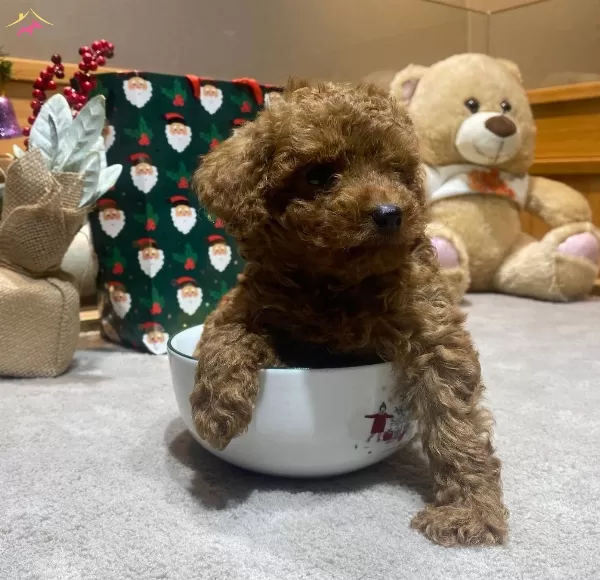 Poodle Toy Minnacık Bebekler
