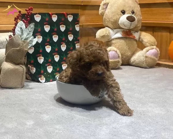 Poodle Toy Minnacık Bebekler