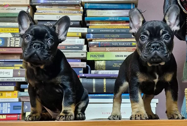 French Bulldog Izmir Karsıyaka Yavru