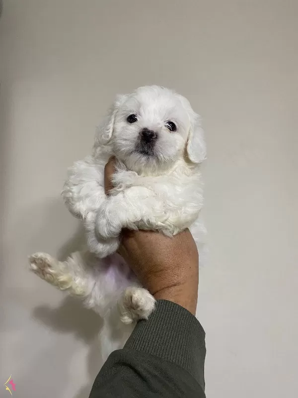 En nNeşeli Maltese Terrier Yavrusu