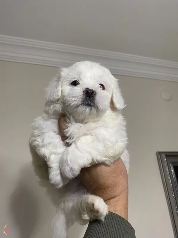 En nNeşeli Maltese Terrier Yavrusu