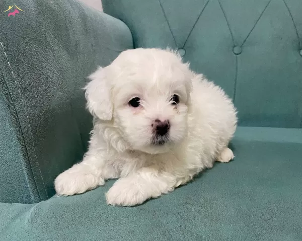 En nNeşeli Maltese Terrier Yavrusu