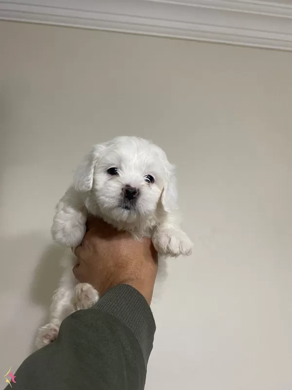 En nNeşeli Maltese Terrier Yavrusu