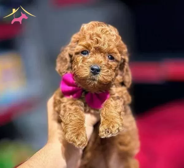 kıpkırmızı Red Toy Poodle Sevimli Yavrular