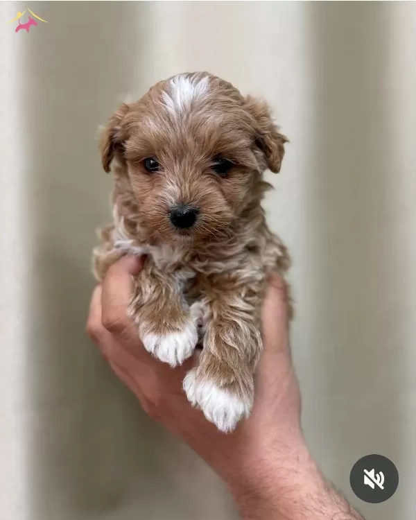 Kivircik Tuylu Maltipoo Cinsi Yavrular