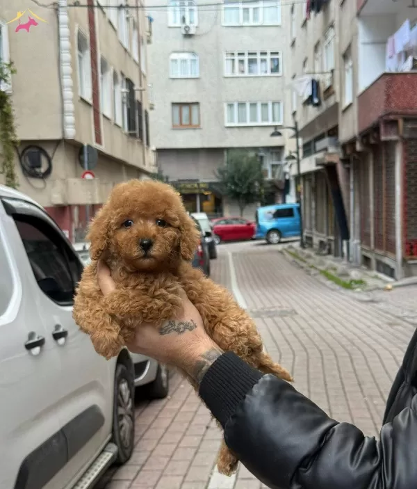 kıpkırmızı Toy Poodle Yavrumuz Teacup