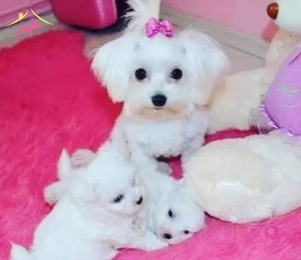 Pamuk Beyaz Maltese Terrier Cinsi Yavrular
