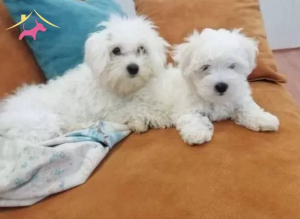 Pamuk Beyaz Maltese Terrier Cinsi Yavrular