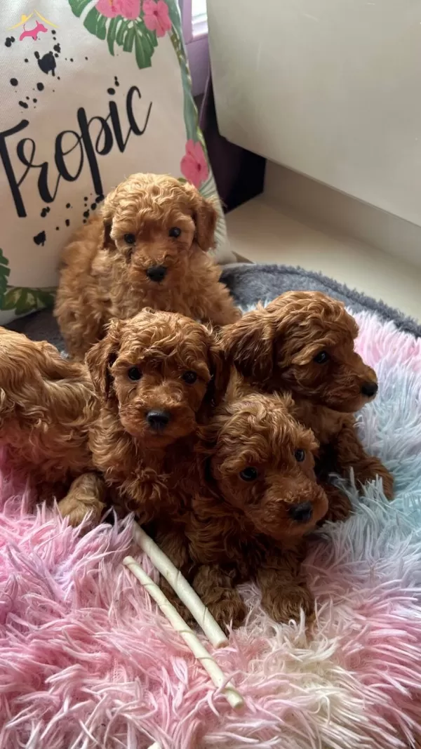 Evin Maskotu Olacak Poodle Bebekler
