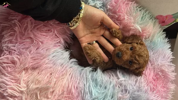 Evin Maskotu Olacak Poodle Bebekler
