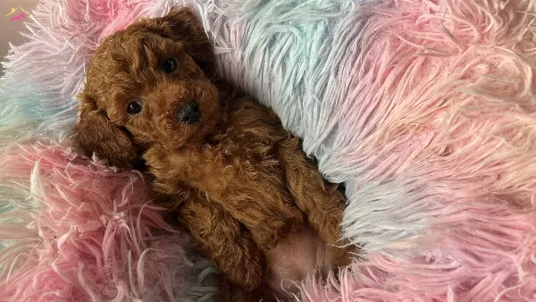 Evin Maskotu Olacak Poodle Bebekler