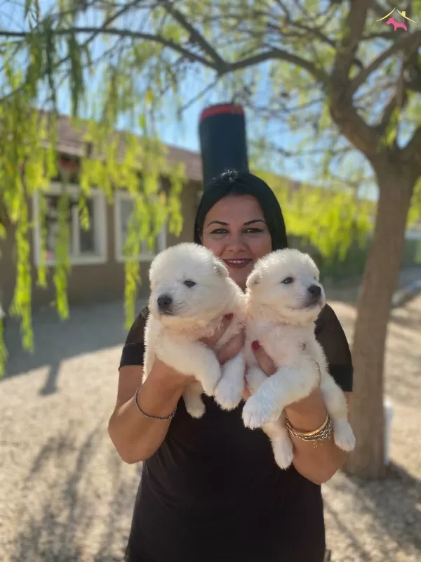 Pamuk Gibi Safkan Samoyed Yavrularım
