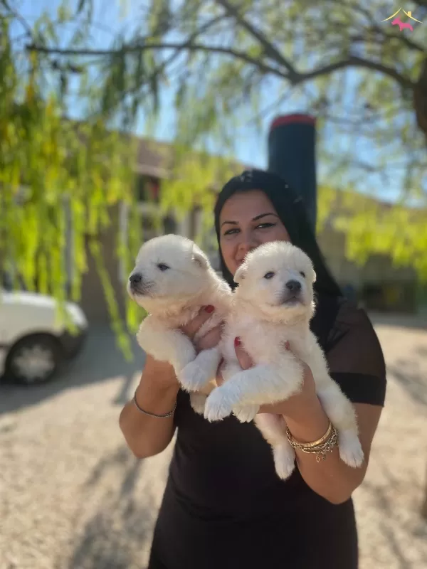 Pamuk Gibi Safkan Samoyed Yavrularım