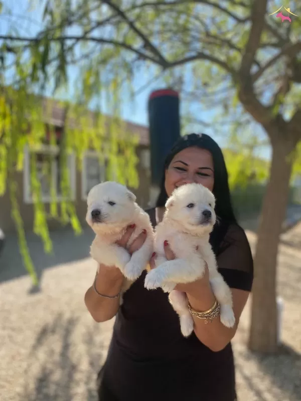 Pamuk Gibi Safkan Samoyed Yavrularım