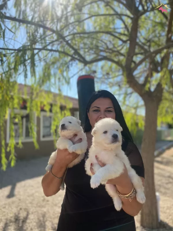 Pamuk Gibi Safkan Samoyed Yavrularım