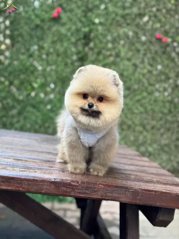 Sevimli Pomeranian Boo Yavrular