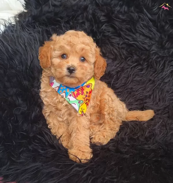 Disi Erkek Toy Poodle Bebekler