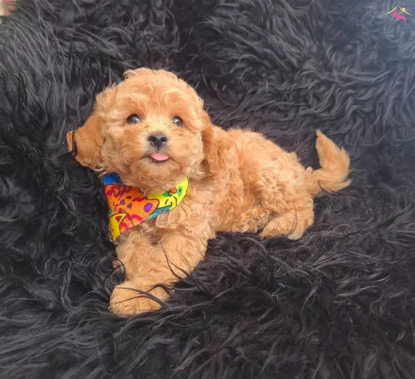 Disi Erkek Toy Poodle Bebekler