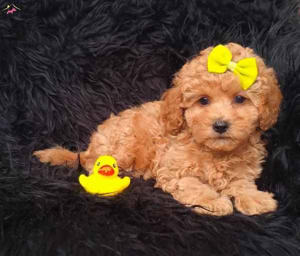 Disi Erkek Toy Poodle Bebekler