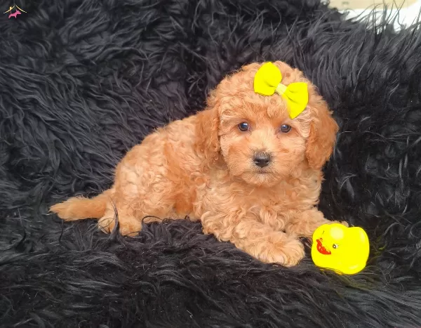 Disi Erkek Toy Poodle Bebekler