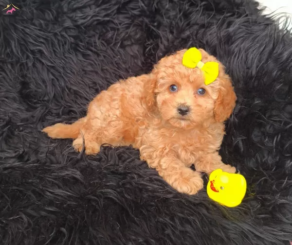Disi Erkek Toy Poodle Bebekler
