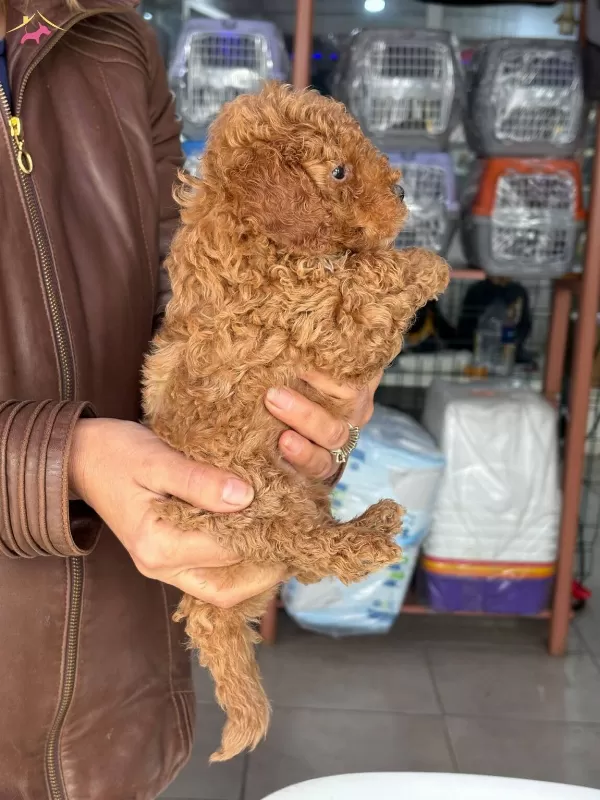 Toy Poodle Bebişlerimiz