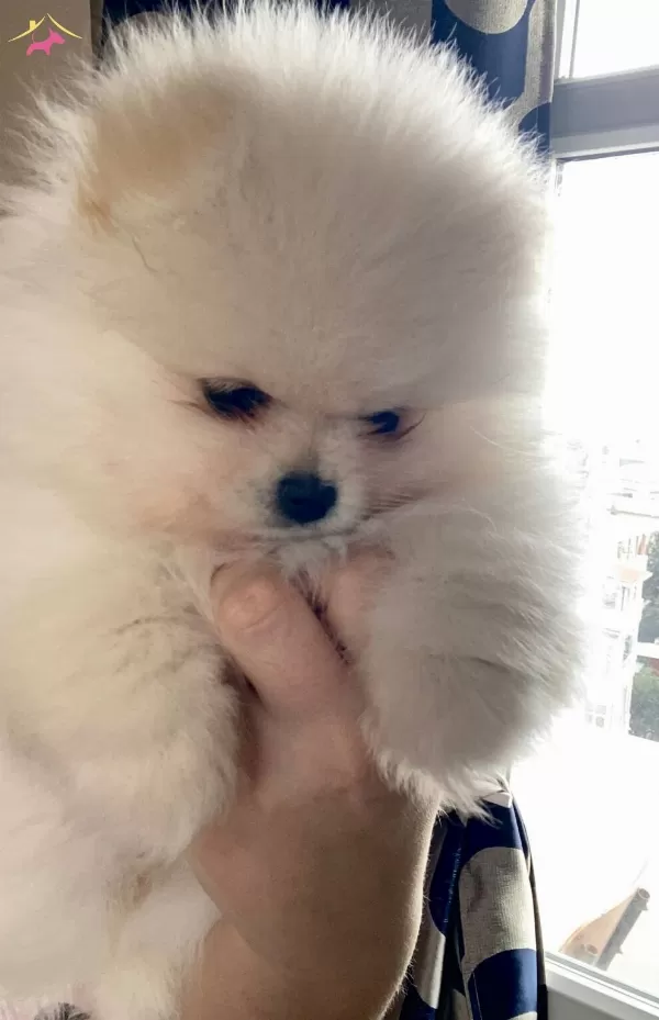 Gerçek Pomeranianboo Isteyenler